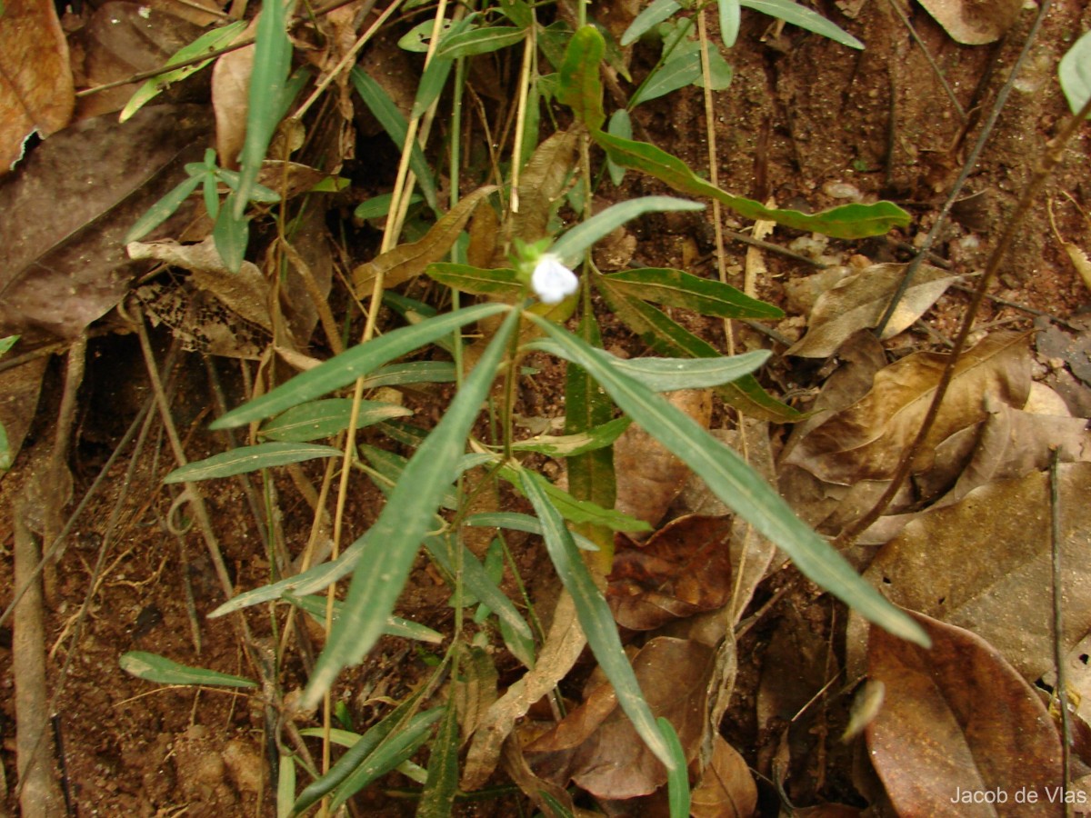 Rungia longifolia Nees